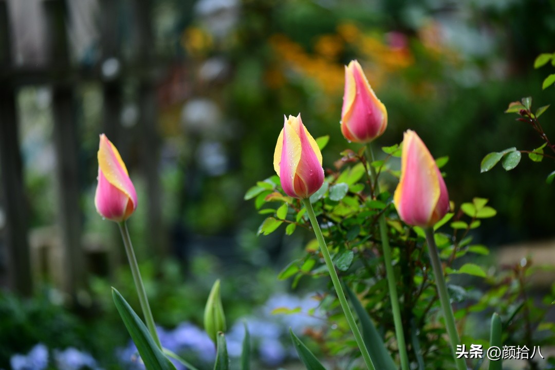盘点今年河马花园里最美的几款郁金香|园丁