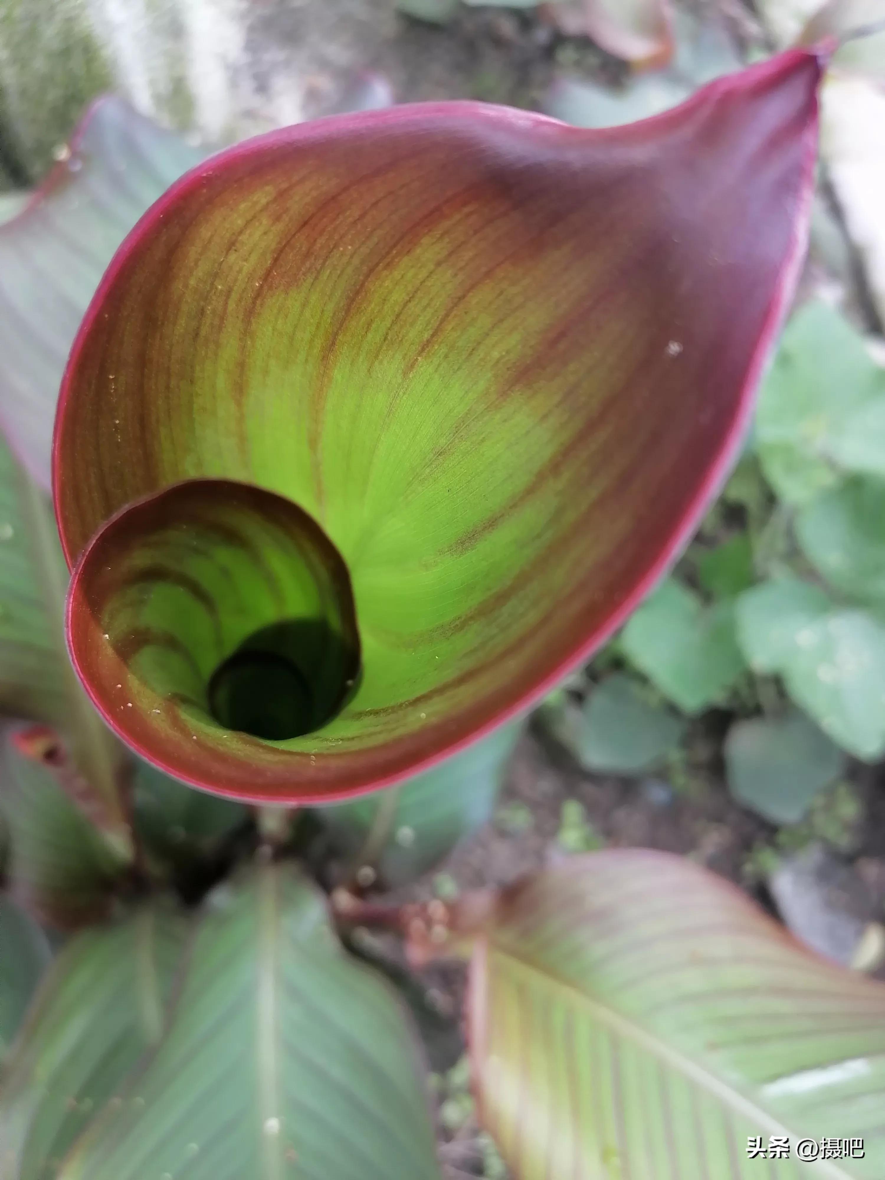 特大新鲜粽叶,大粽叶长在什么地方