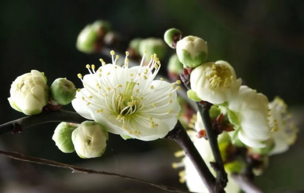 绿梅赞——说梅花极品“萼绿华”