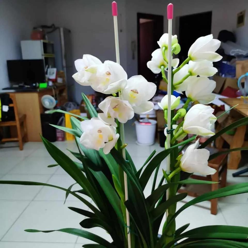 淘米水发酵有臭味还能浇花吗,发酵淘米水浇花特别臭