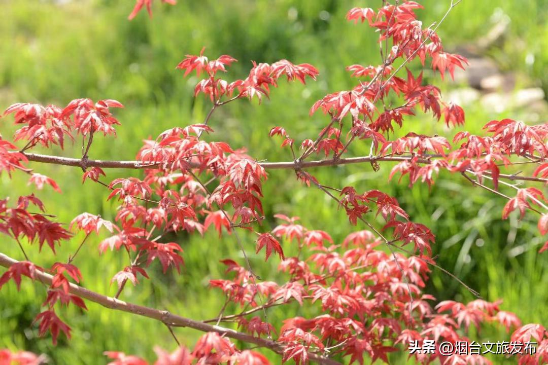 烟台2018年赏花攻略全集,春天烟台赏花地点推荐芝罘区