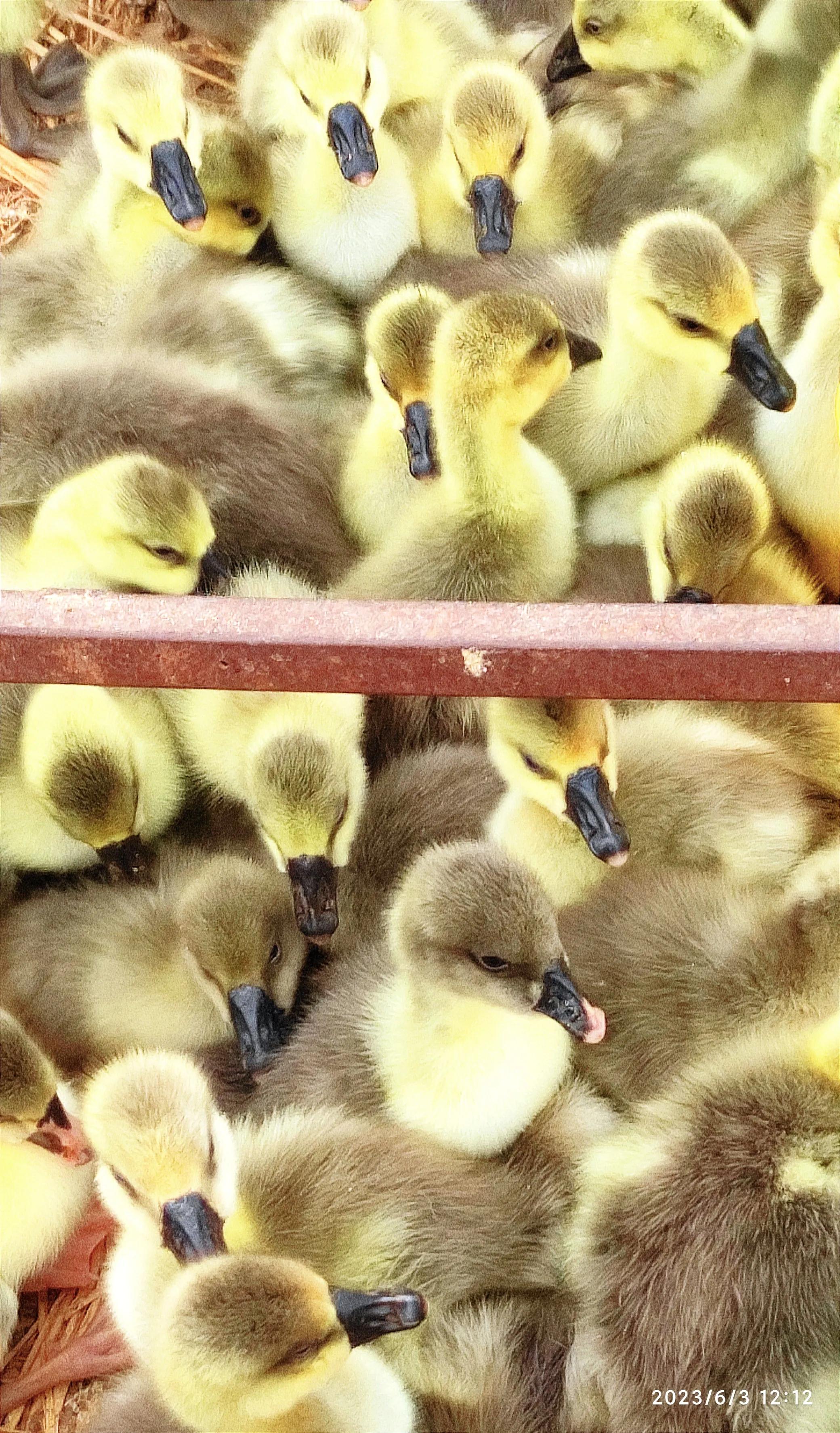 新疆畜牧养殖新模式,新疆南疆牧民暖棚种草喂羊致富