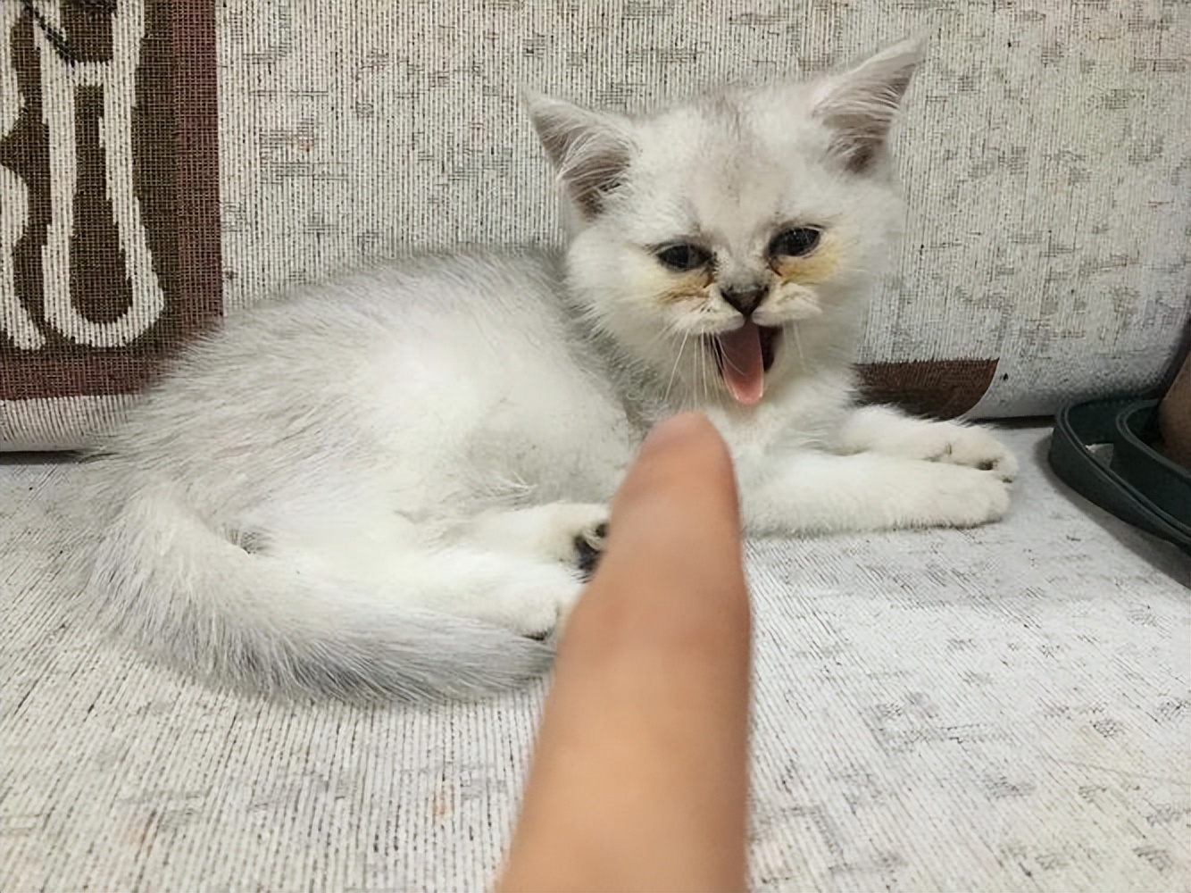 两个多月银渐层有泪痕正常吗,银渐层有耳螨泪痕严重怎么办