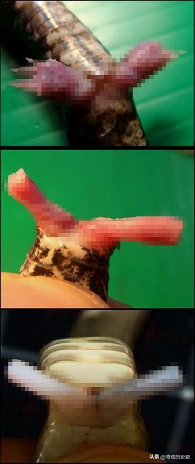 雄性动物进化器官,雄性生物生殖进化