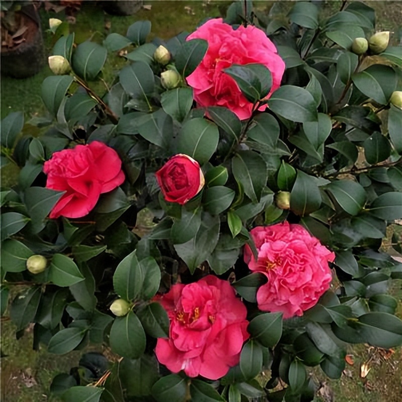 此花艳丽富贵,此花香气扑鼻比绿萝好养