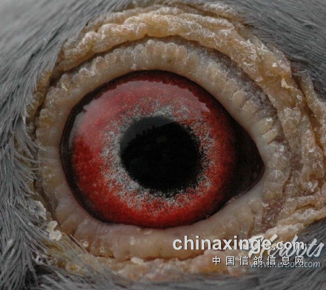 万里挑一的获奖者图片,万里挑一比赛视频