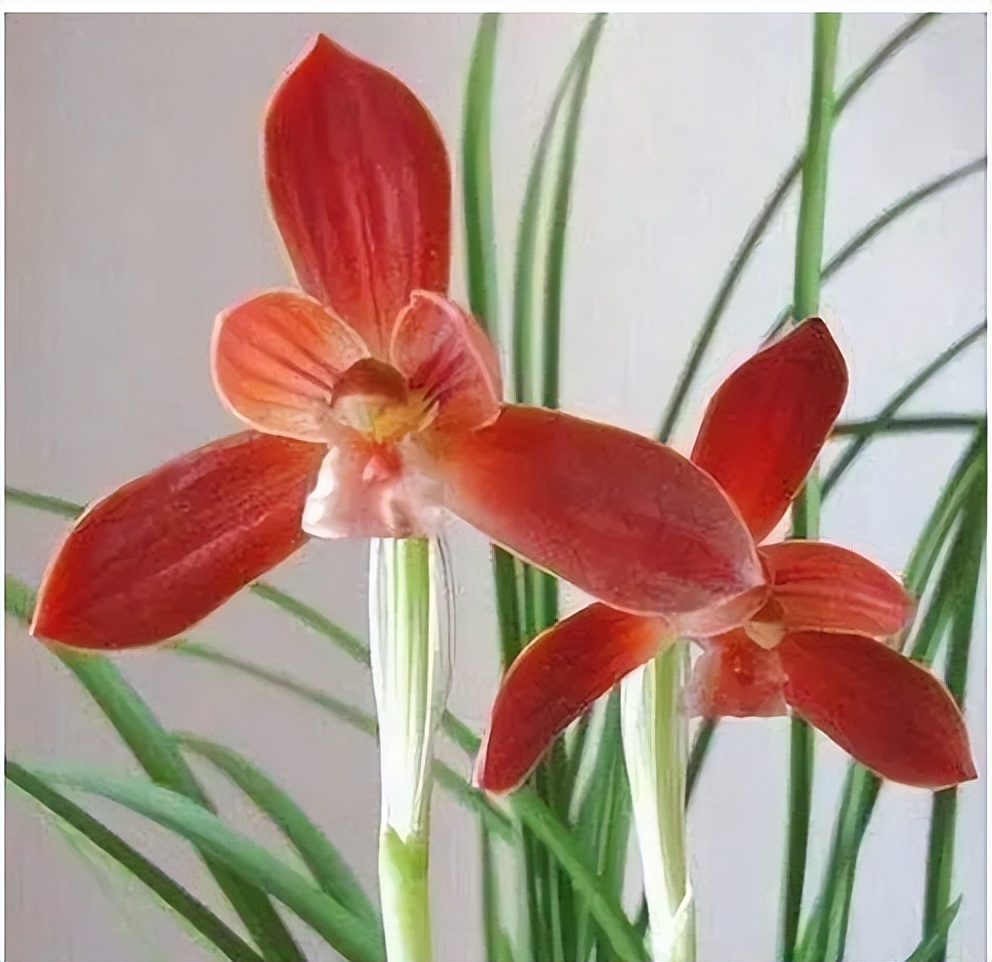 此兰花“红得发紫”，是兰花界的通用粮票，花色独特，曾屡获金奖