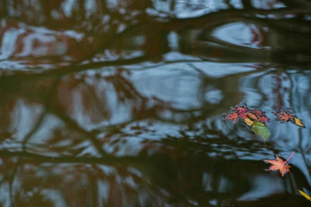 小楼周刊(322):2022年第五十二期