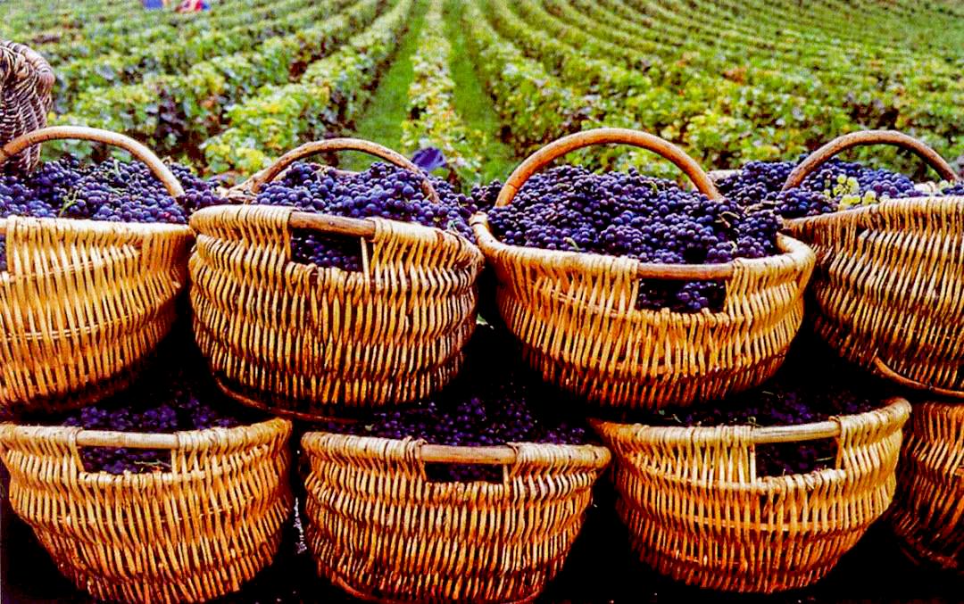 让世界微醺！沿着北纬37度黄金海岸，邂逅东方“波尔多”！