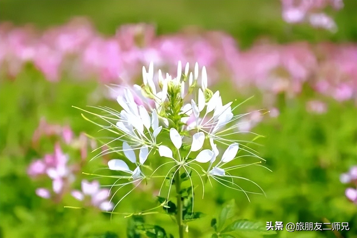 佛山三水白坭附近的旅游景点,佛山三水出发黄姚古镇旅游攻略