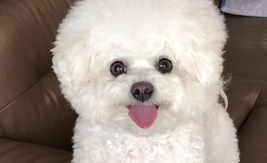 怎样治疗比熊的泪痕,比熊泪痕严重吃什么好