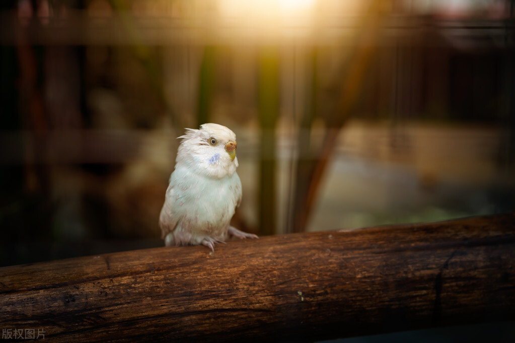折衷鹦鹉应激反应,手养鹦鹉应激反应吃什么药