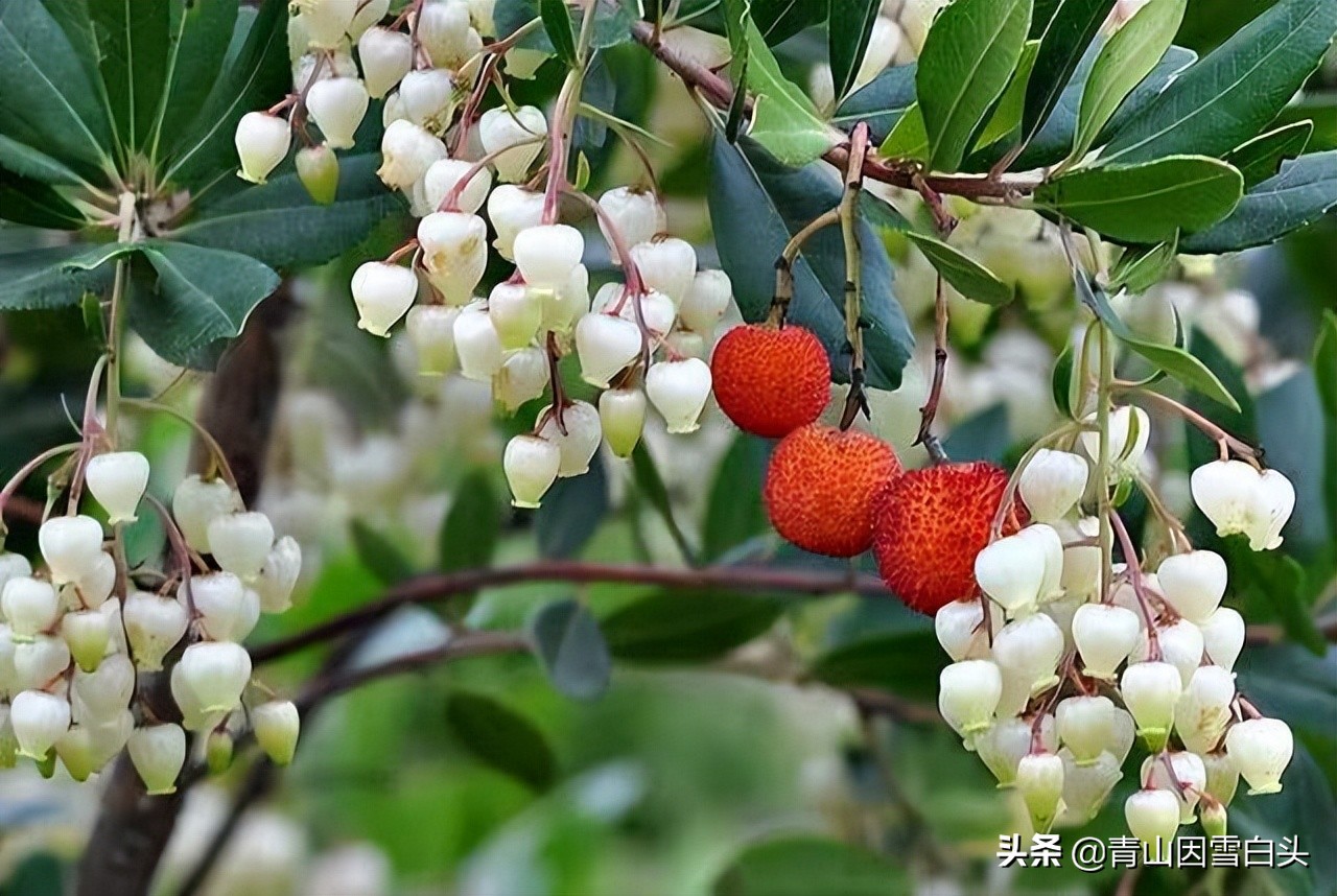 种植草莓一亩地能挣多少钱,草莓树种植地区