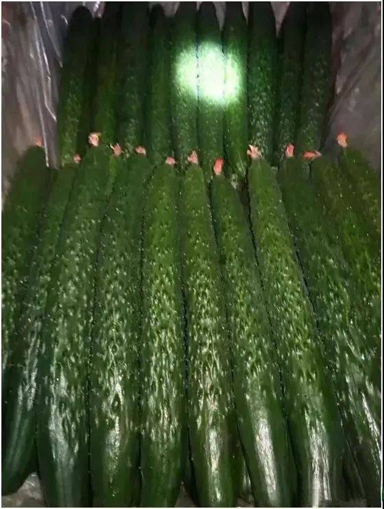 自然地亿利健让老棚重焕生机