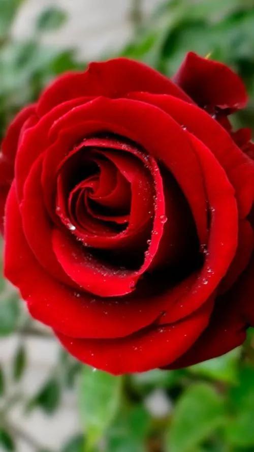 520浪漫玫瑰花壁纸,红玫瑰花壁纸大图