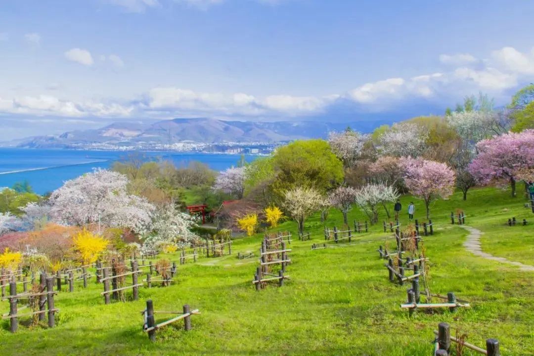 2023日本樱花什么时候开花,2023年日本樱花开放预测