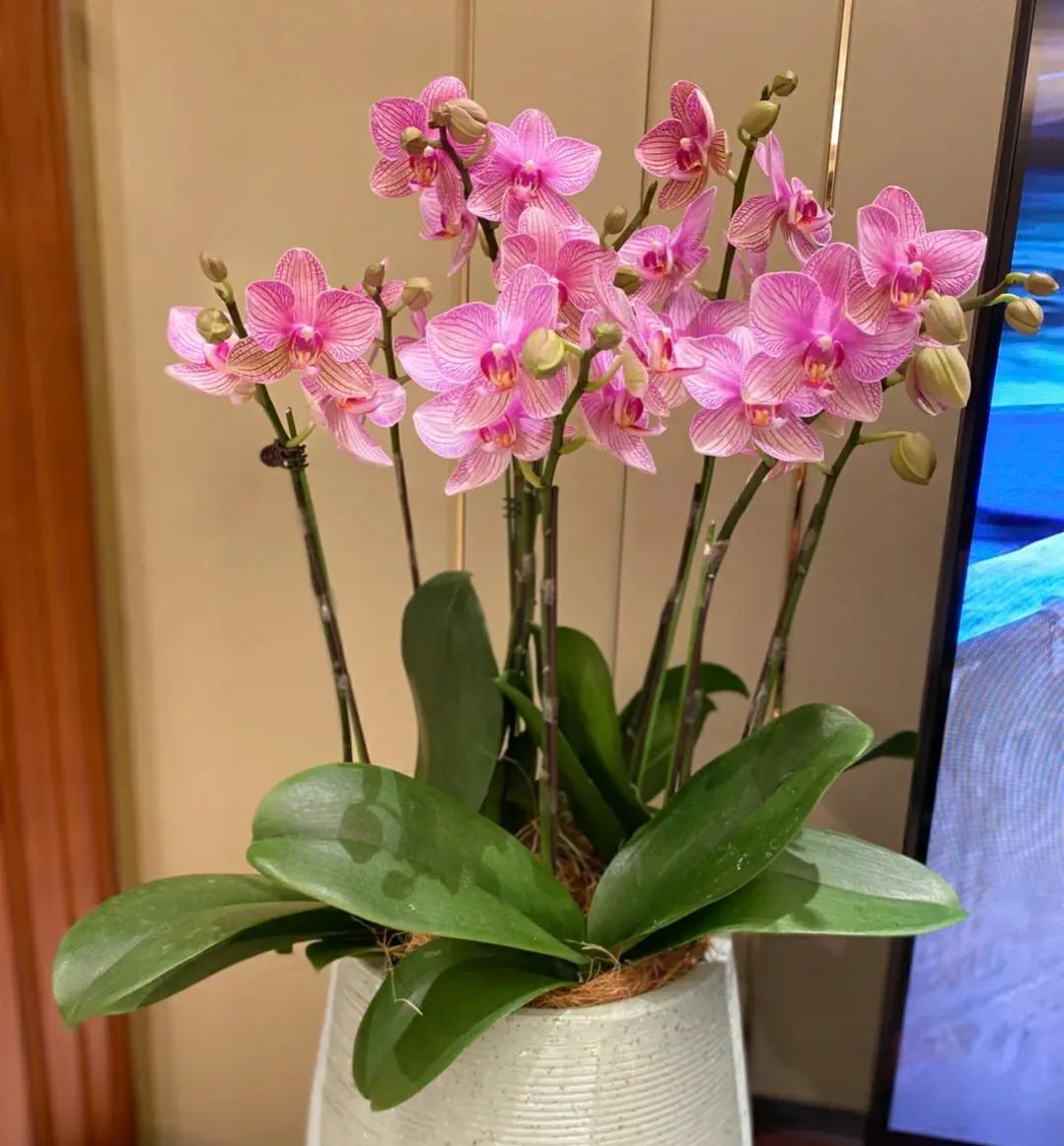 适合客厅的花卉植物图片欣赏,客厅花卉植物哪个最好养