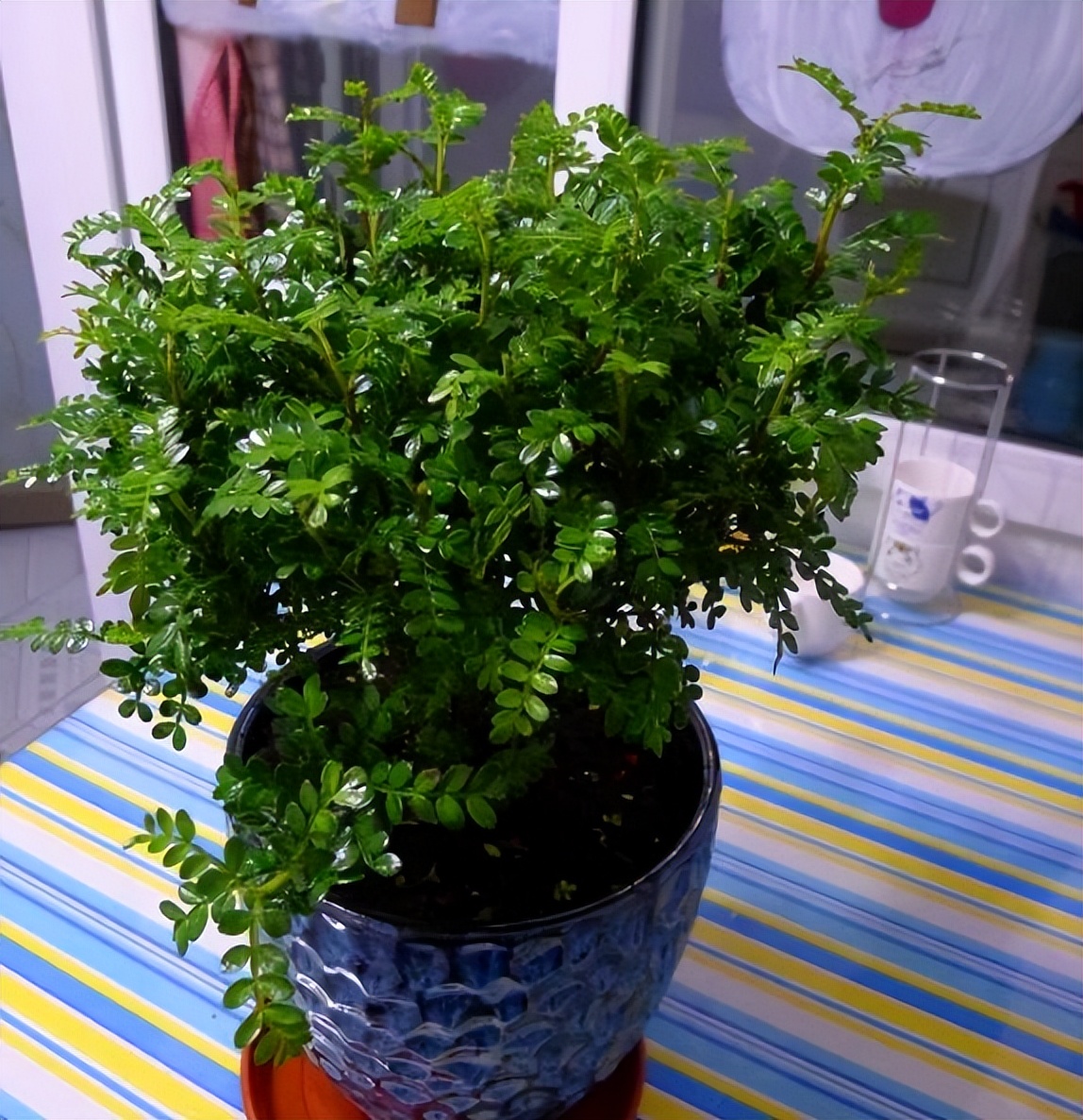 吸甲醛最好易养活的植物,吸甲醛最怕的4种花