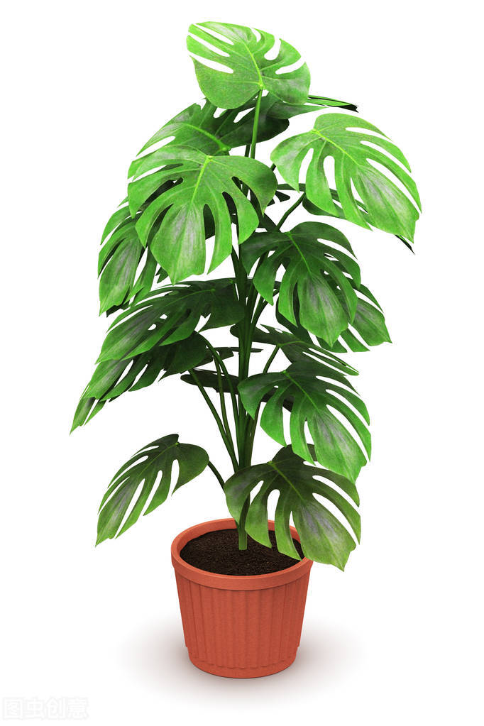 除甲醛的植物哪些最好,室内除甲醛最好的植物有哪些