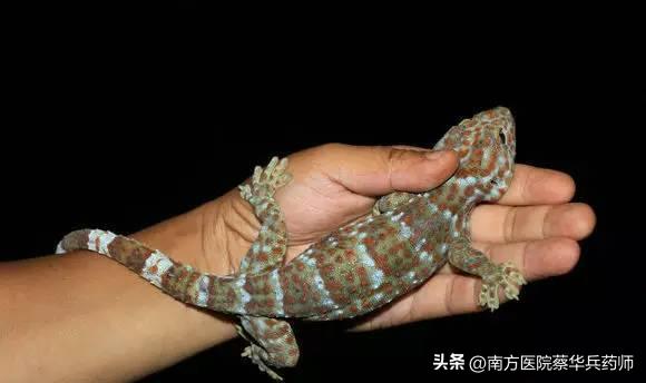 肺虚久咳的症状有哪些,咳久了肺虚症状有哪些