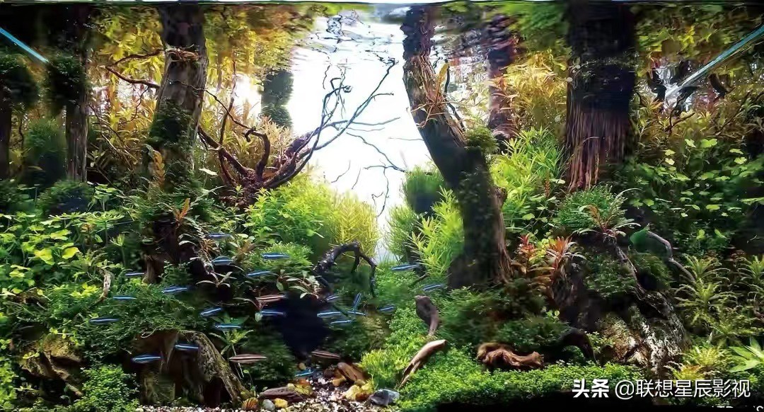 观赏鱼用的硝化细菌,观赏鱼杀菌盐对水草有害吗