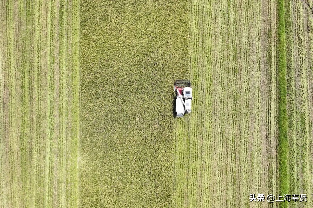 阡陌好“丰”光，上海早稻“第一镰”在金汇开镰