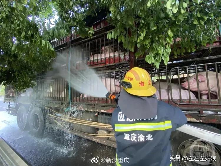 不仅仅是人，立秋后的动物居然还中暑了！太热了