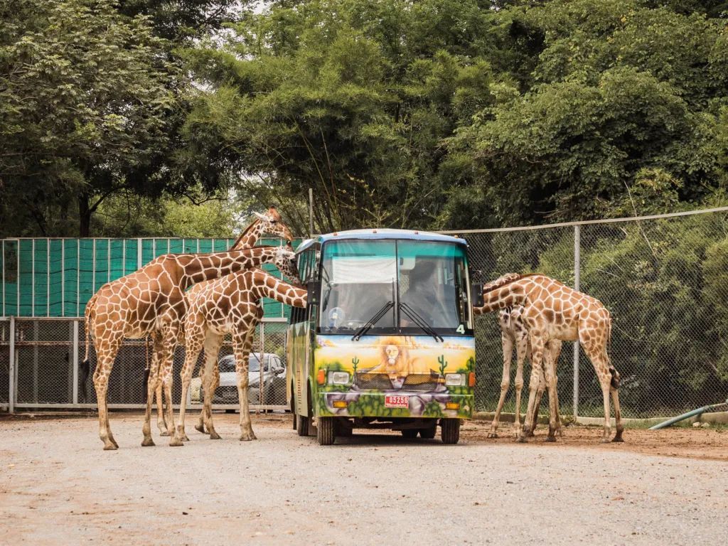泰国曼谷旅游必去十大景区,泰国野生动物园亲子游