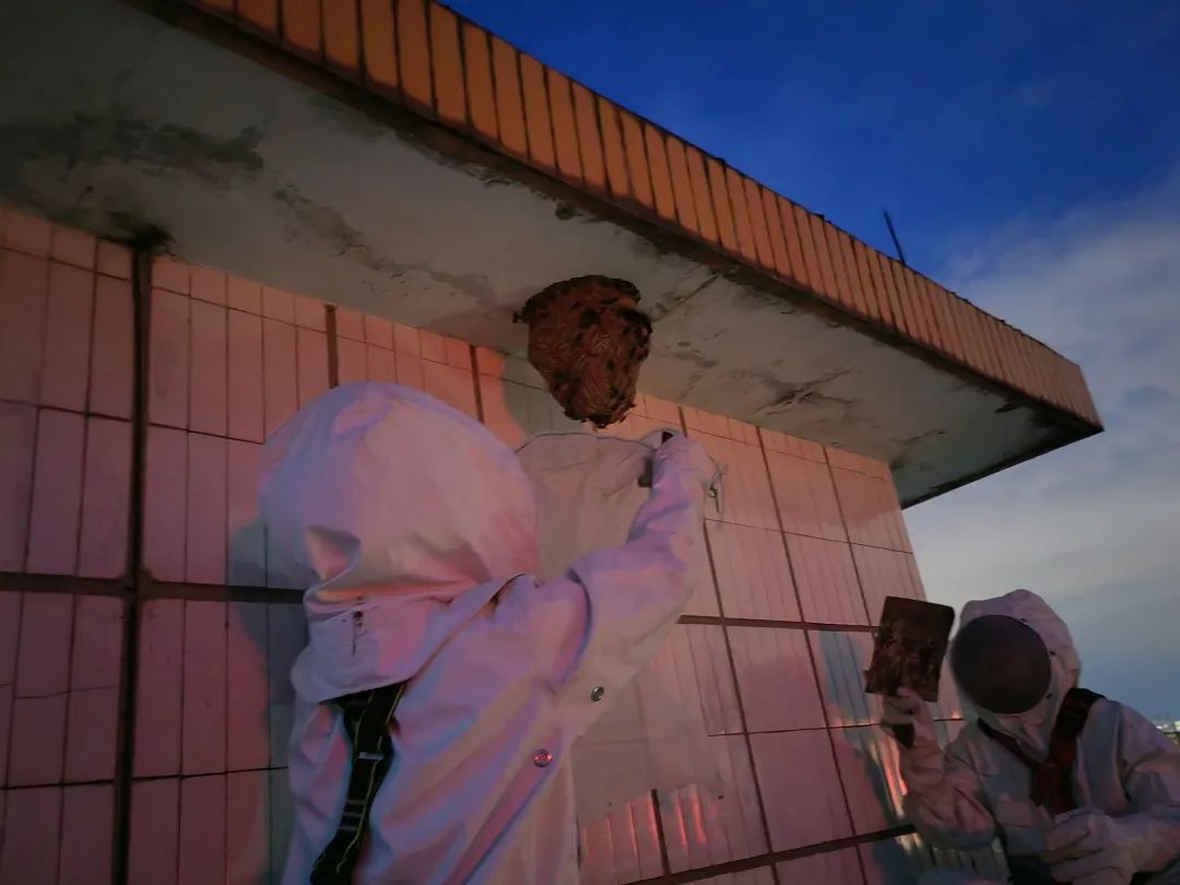 钦州迎来高“蜂”期!蓝朋友2个月摘了181个马蜂窝!