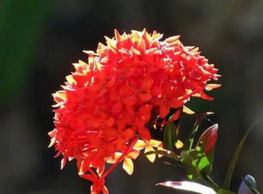 国色天香秀色可餐的美女 (秀色可餐与国色天香)