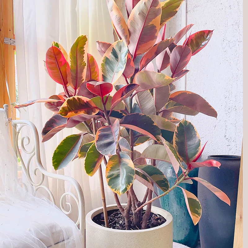 超级好养的大绿植排名前十,比较好养的大型绿植