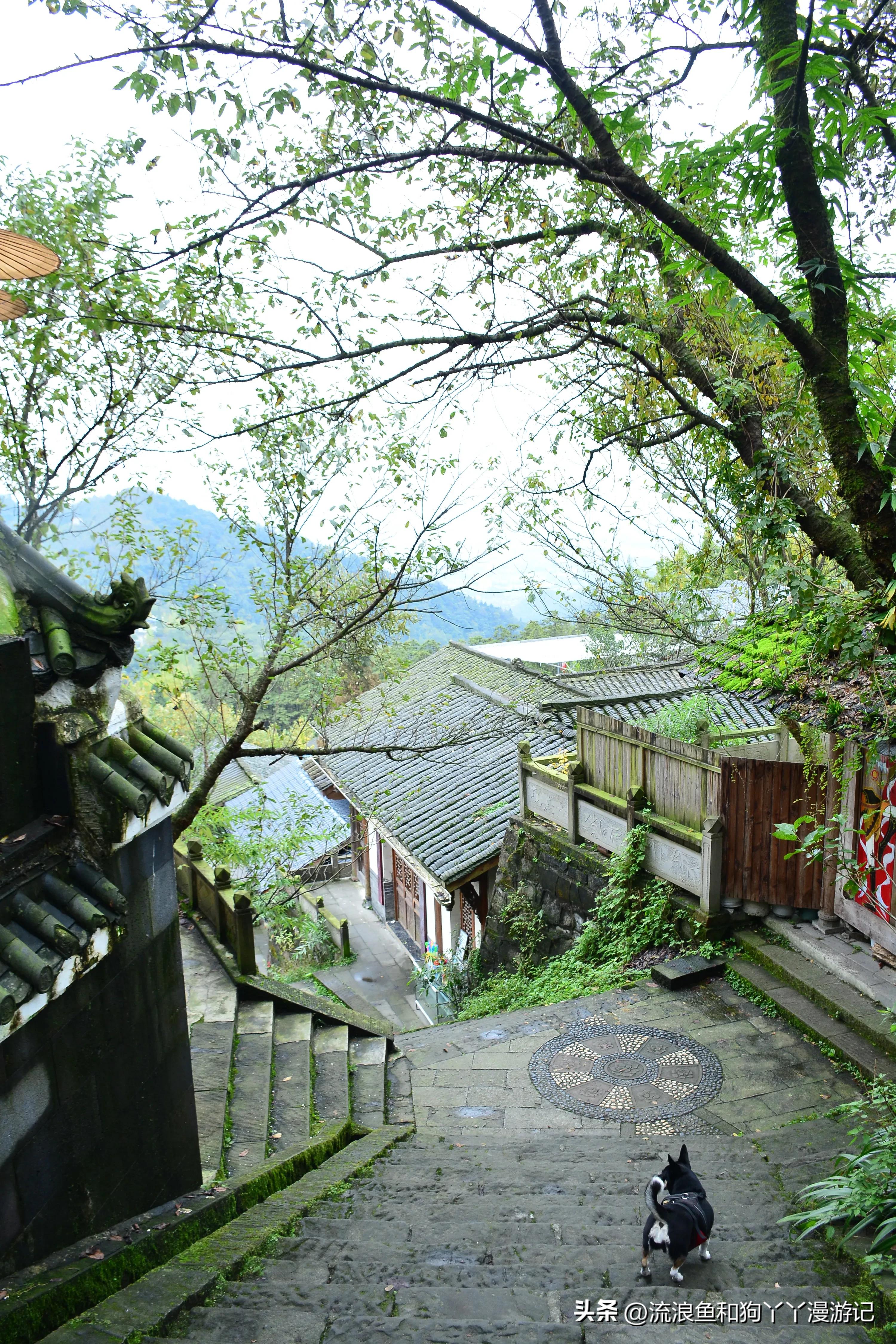 四月份成都近郊一日游好去处,2022成都近郊看雪一日游最佳去处