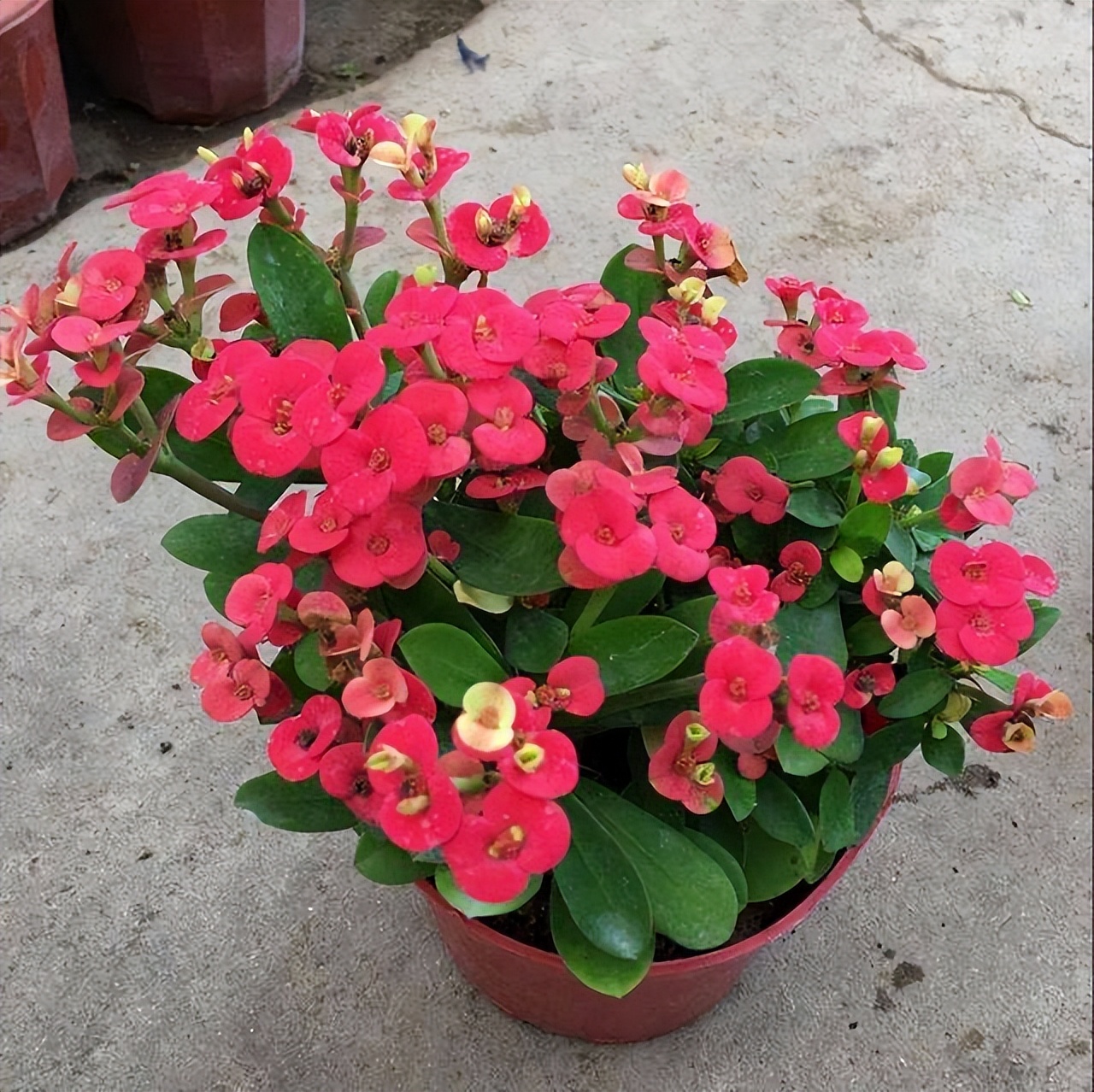 虎刺梅的养护技巧,虎刺梅如何养护花开鲜艳