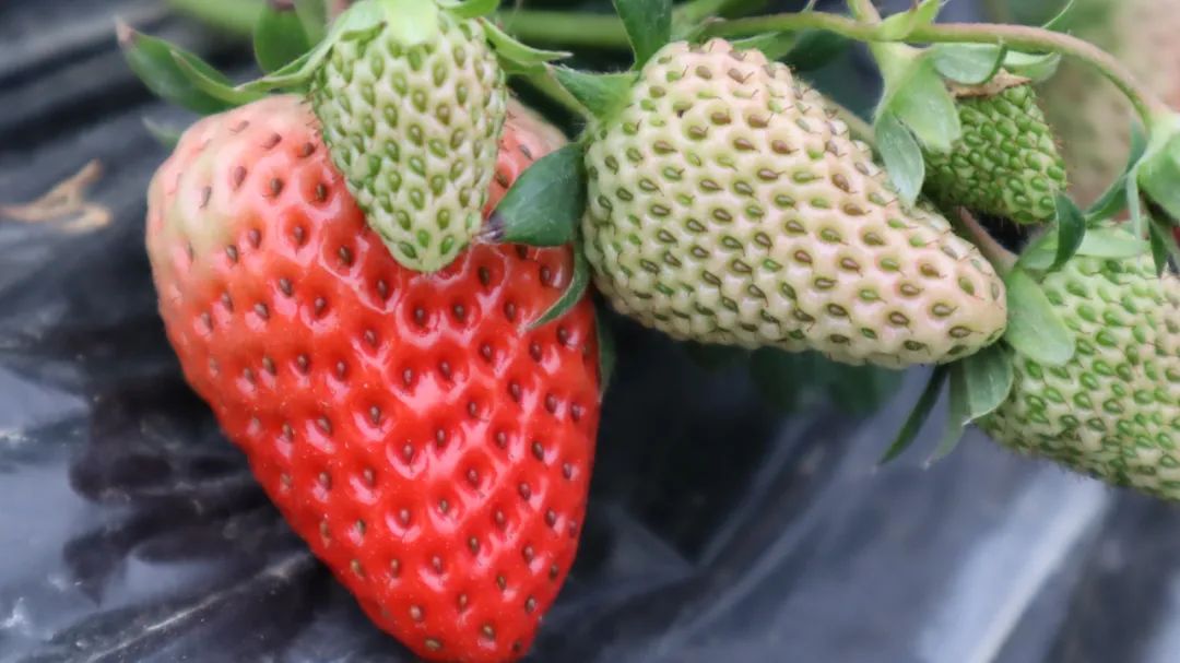 成都市区现实版桃花源记在哪里,成都公交可达的古镇