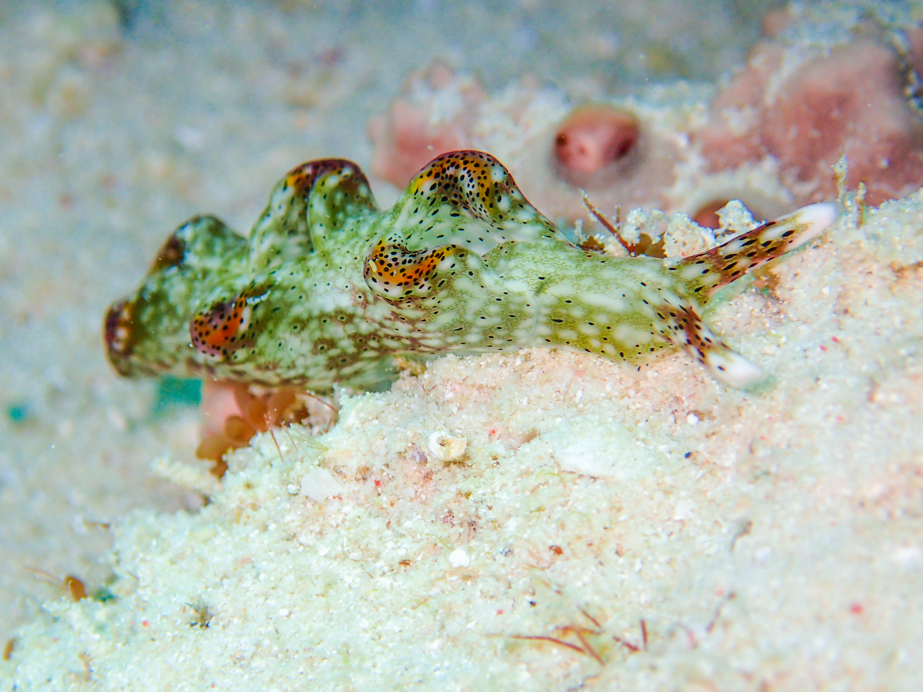 马来西亚仙本那海底,潜水马来西亚仙本那