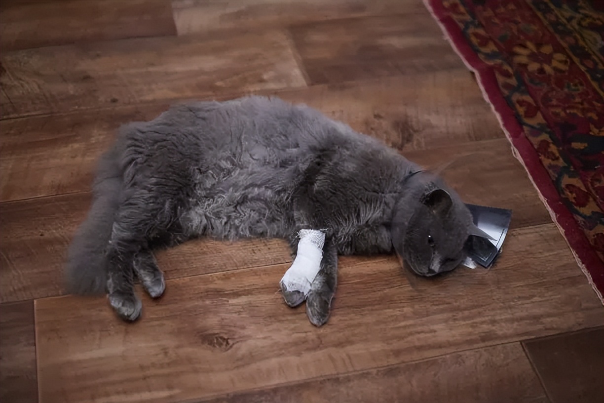 猫和猫打架受伤了怎么办,猫打架被咬伤了怎么办