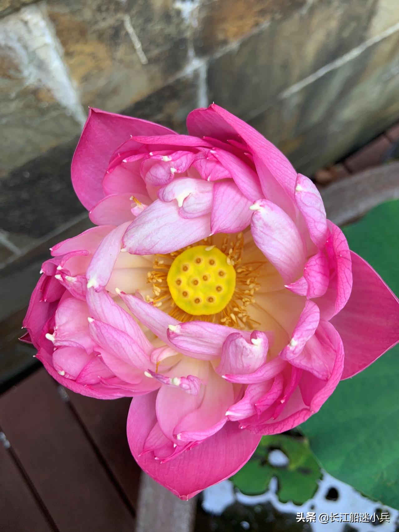 世纪游轮暑假,世纪游轮重庆至武汉