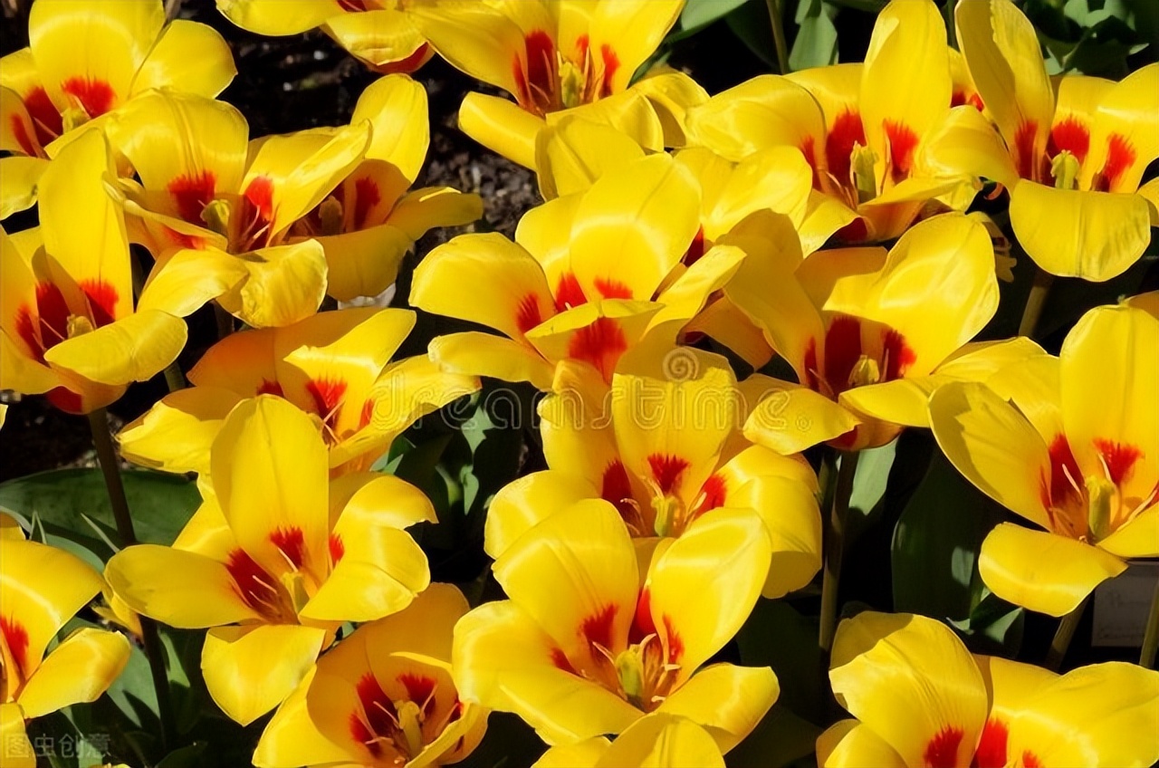 中医不传之秘在于量—汪承柏老先生大剂量药物治疗重度黄疸性肝炎