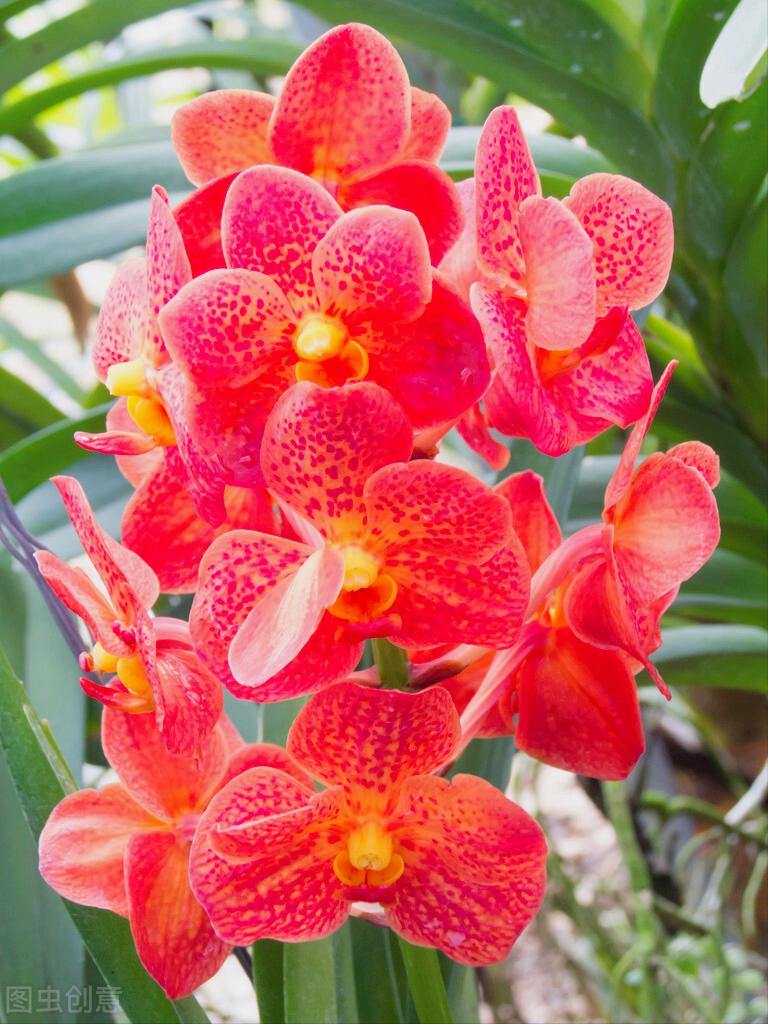 一花一叶最深情，万千*光春**花满园，花开惊艳时光，花香温柔岁月