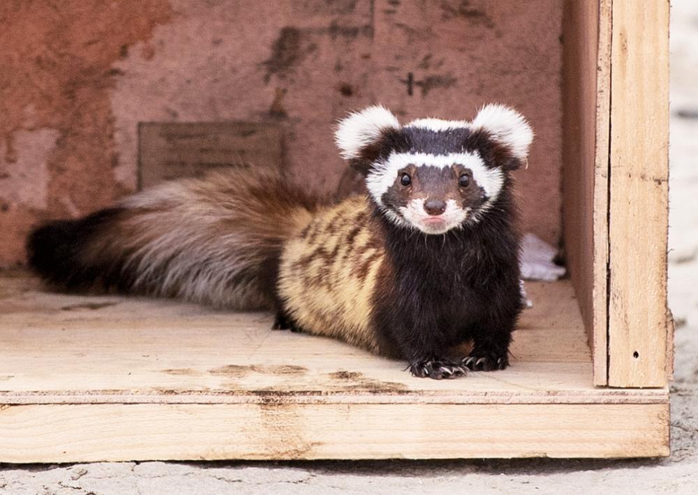 *疆新**出现不速之客，一夜消灭十几窝老鼠，原来是平头哥的小弟