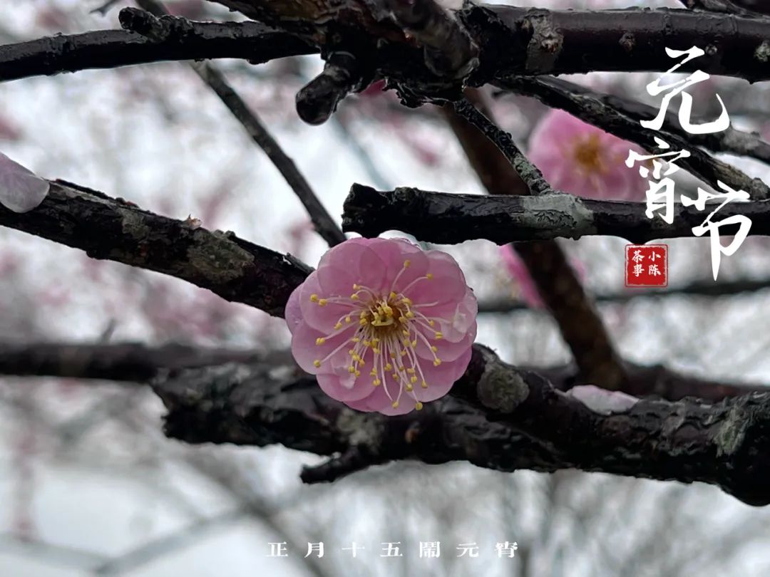 中国人的元宵节和中国人的茶,质朴、天然、纯真,浑然天成