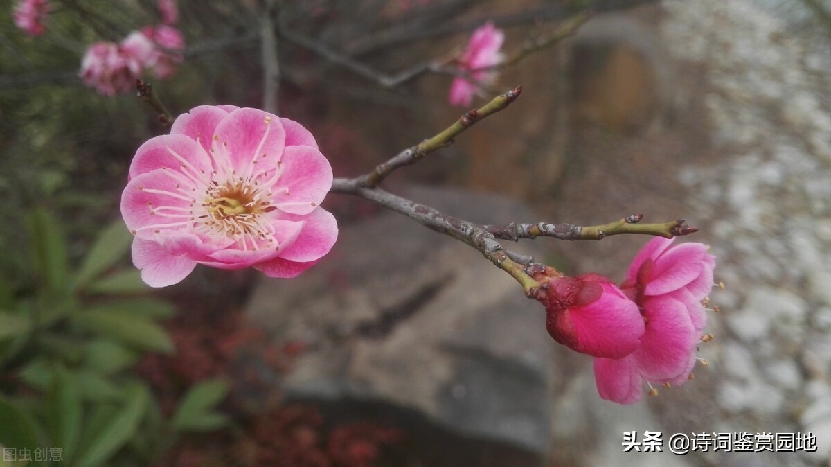 梅花垂柳竞*光春**,晏几道2首写早春景色的词,哪一首更美呢?