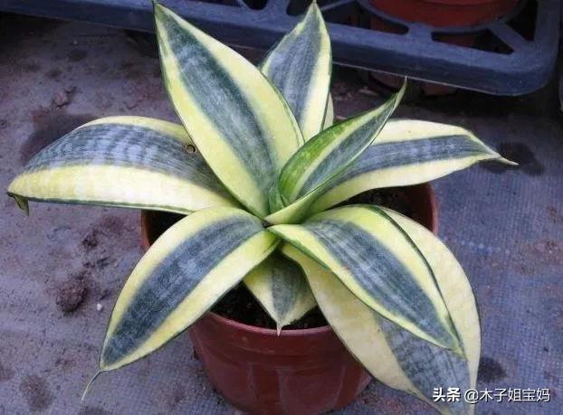 厚脸皮到底是好事还是坏事,厚脸皮的重要性是什么