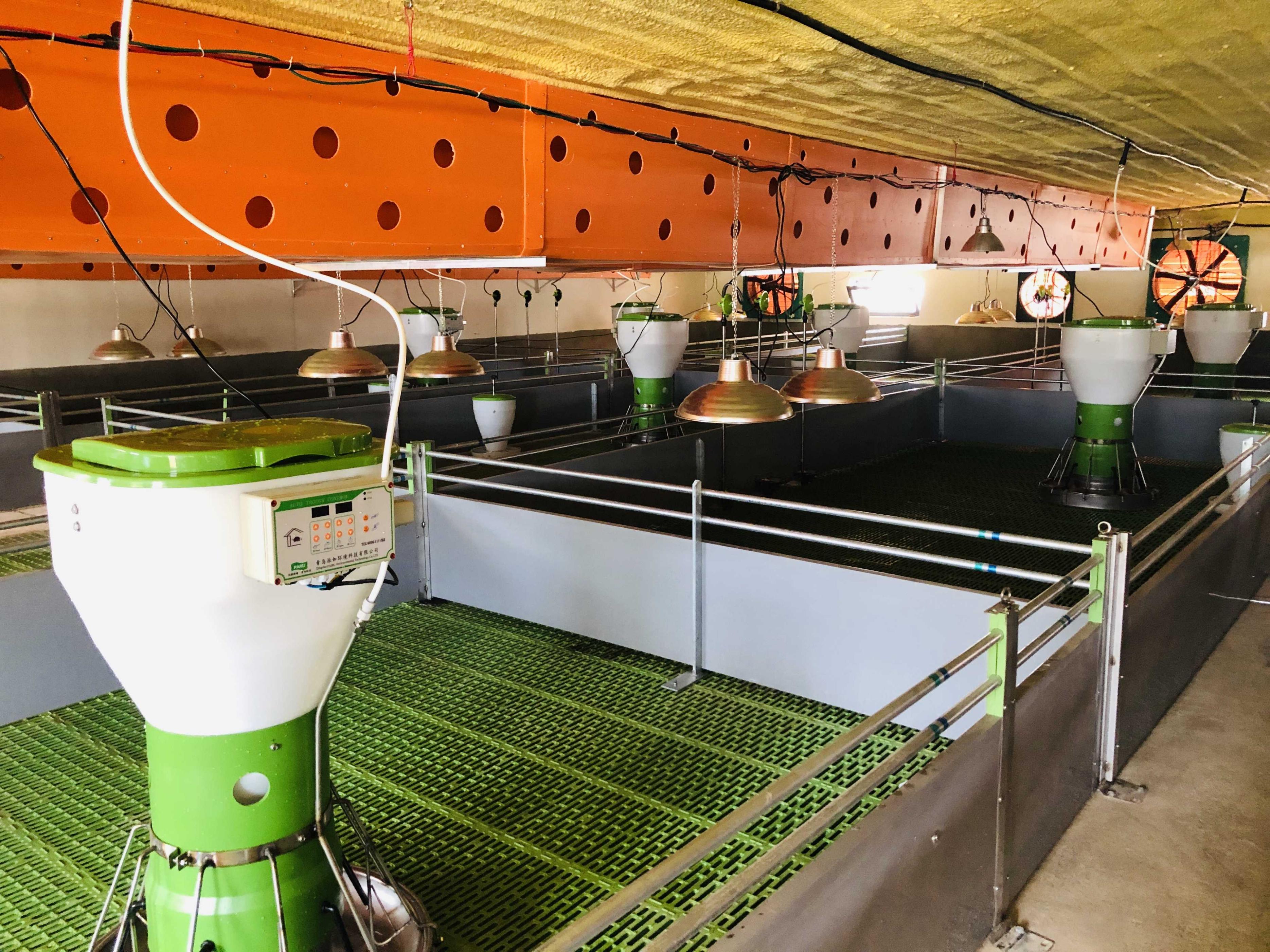 美国猪肉一斤价格,美国猪肉为什么这么便宜