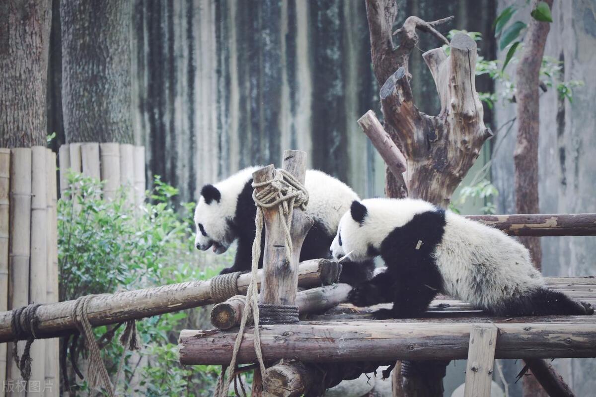 成都不用开车适合旅游的地方,成都旅游攻略必去十个地方自驾游