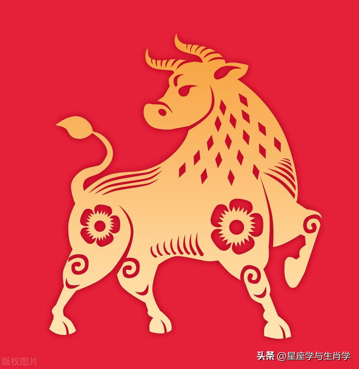 生肖牛的成功技巧,生肖牛致命的缺点是什么