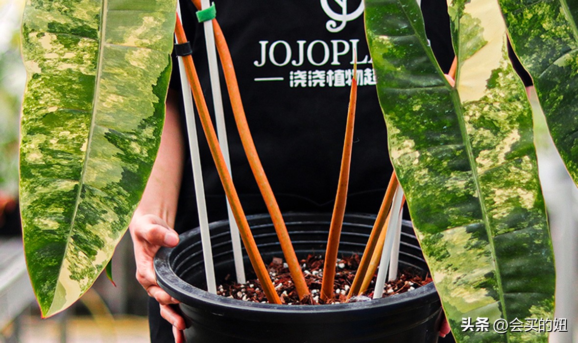 好看的绿植店铺推荐,招财又好养的店铺绿植