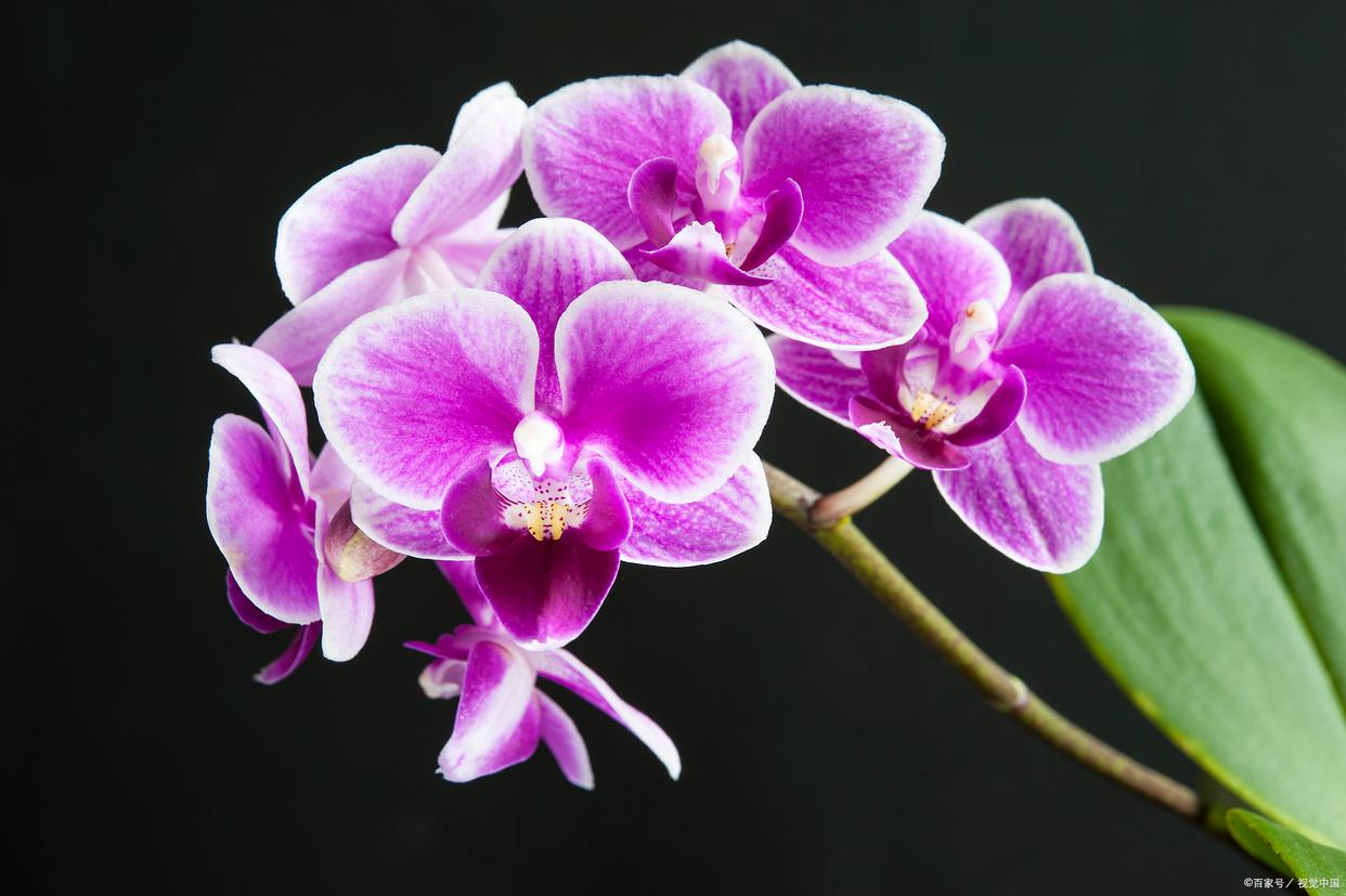 蝴蝶兰的花苞枯萎怎么解决,蝴蝶兰开花后茎干枯怎么回事