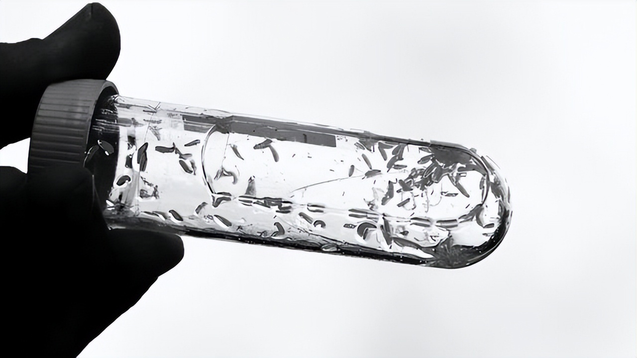 男子意外烧伤用蛆来治疗后续,小伙双腿被烧伤医生用蛆治疗