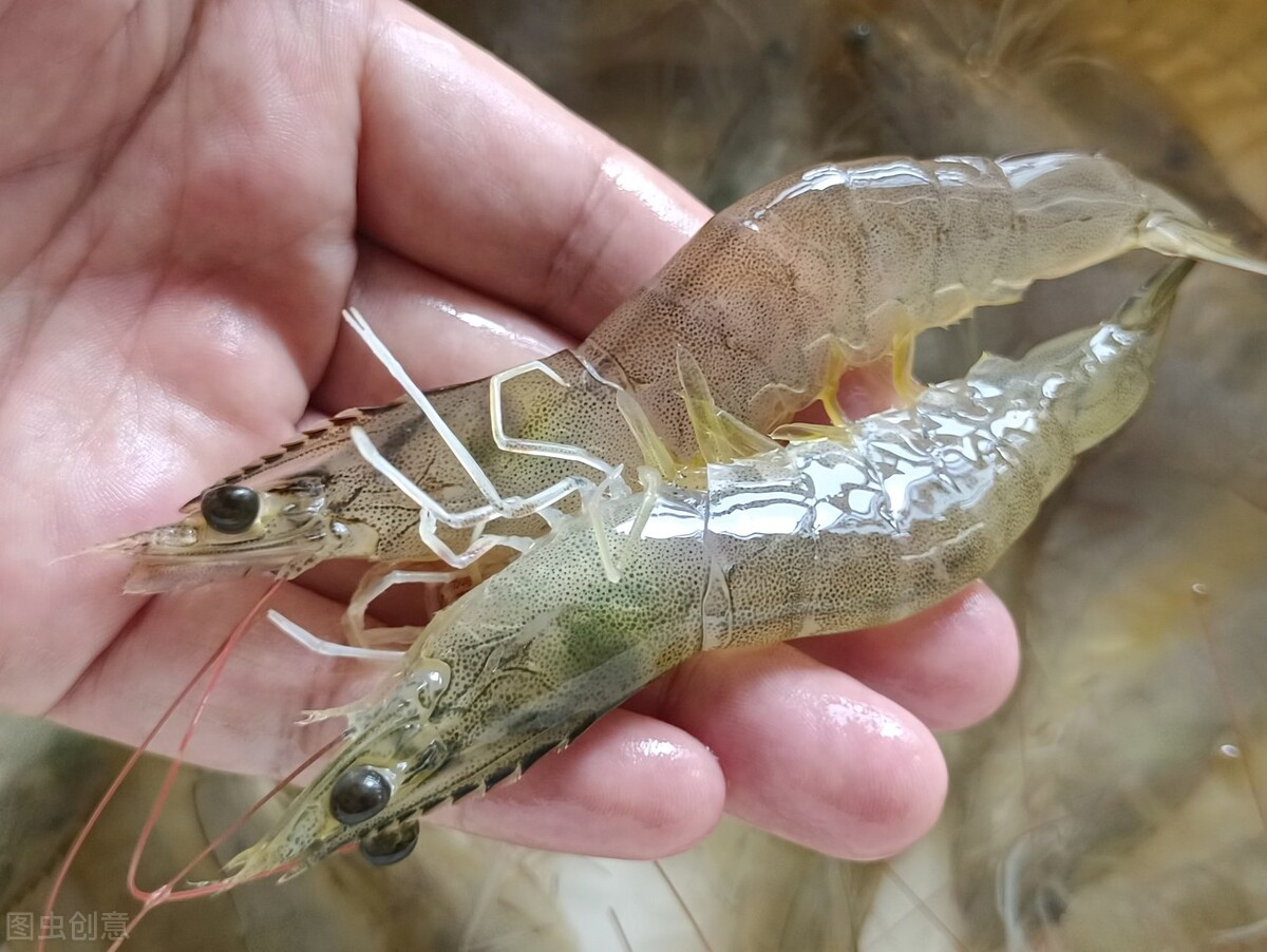 湖北华沃水产养殖,湖北孝感华沃生态农业公司可靠吗